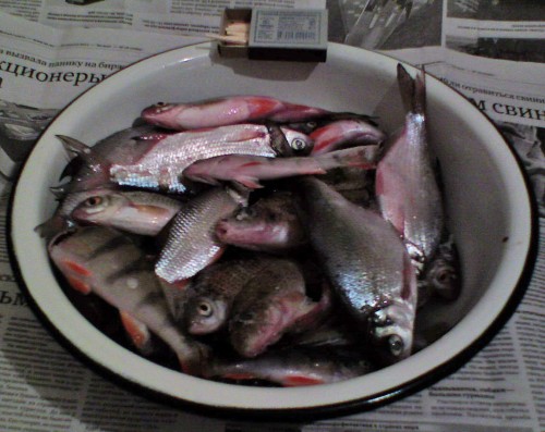 Shmrsk17_02_2011.jpg