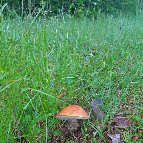 Les_08.06.2021-4.jpg