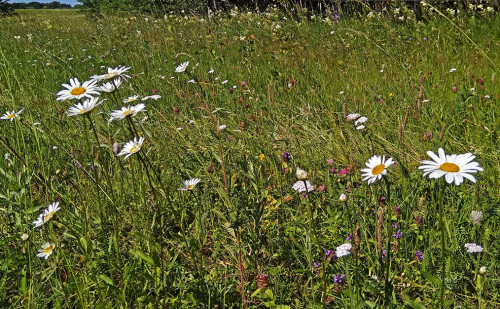 Les_18.06.2021-1.jpg