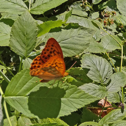 Les_09.07.2021-2.jpg