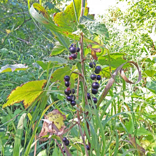 Les_27.07.2021-2.jpg