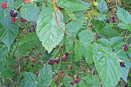 Les_05.08.2021-1.jpg