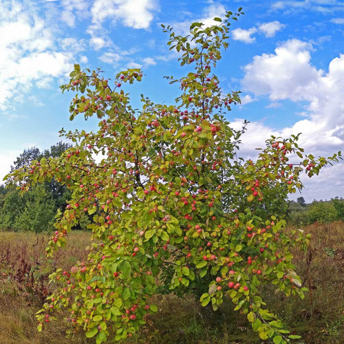 Les_05.08.2021-4.jpg