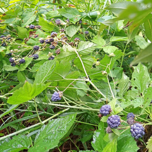 Les_12.08.2021-3.jpg