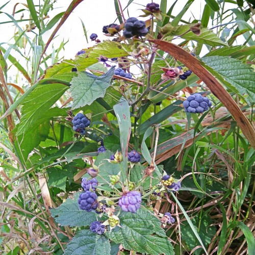 Les_17.08.2021-2.jpg