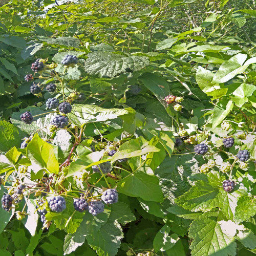Les_24.08.2021-3.jpg