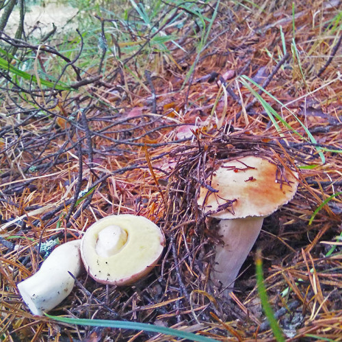 Les_02.09.2021-2.jpg