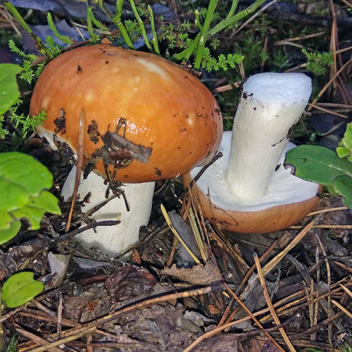 Les_03.09.2021-1.jpg