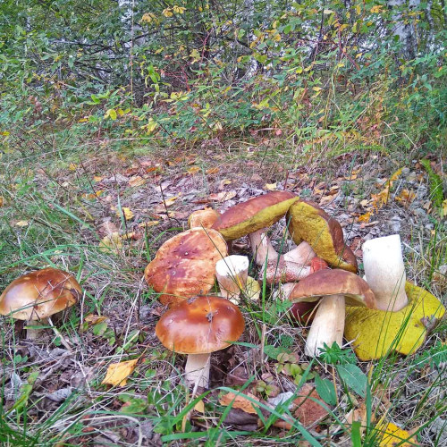 Les_15.09.2021-2.jpg