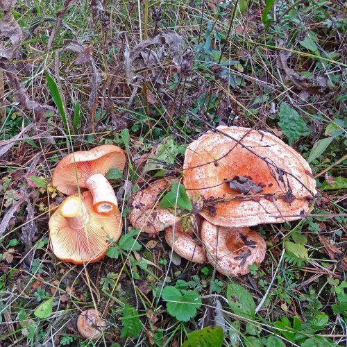 Les_17.09.2021-2.jpg