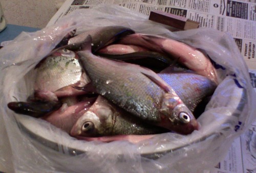 Shmrsk08042011-5.jpg