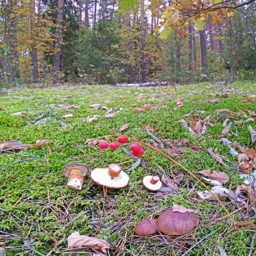 Les_02.10.2021-3.jpg