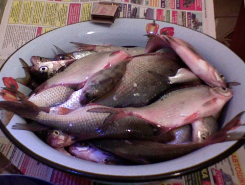 Shmrsk16042011-5.jpg