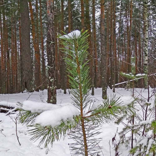 Рыб_17.12.2021-2.jpg