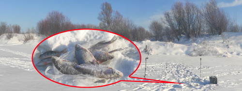 Рыб_25.01.2022-4.jpg