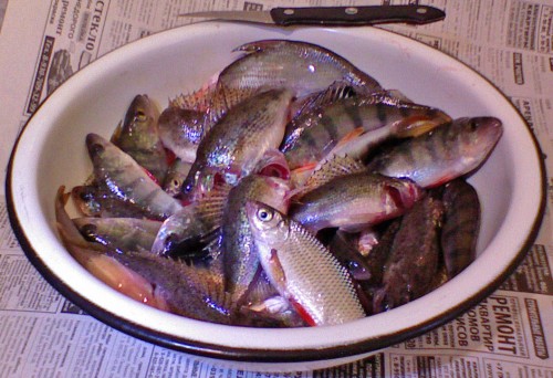 Shmrsk_26112011-3.jpg