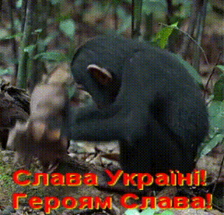 animation.gif
