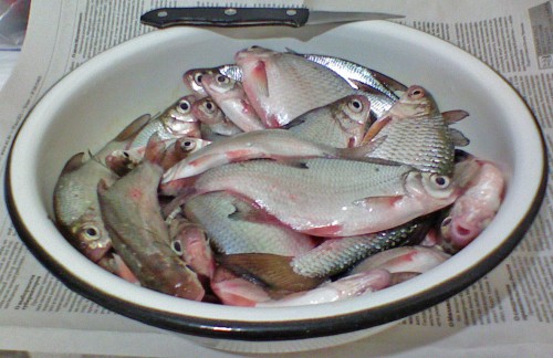Shmrsk_02122011-1.jpg