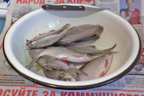 Shmrsk_03122011.jpg