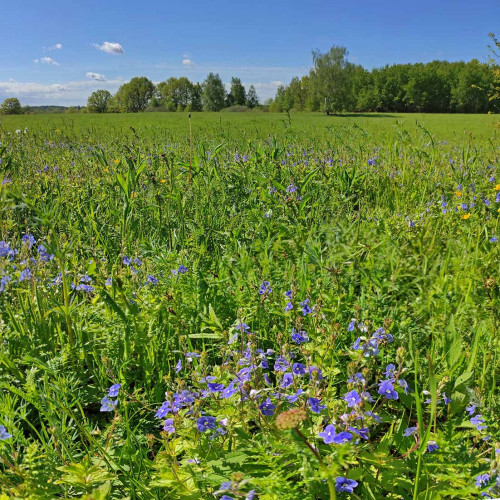 Les_29.05.2022-5.jpg