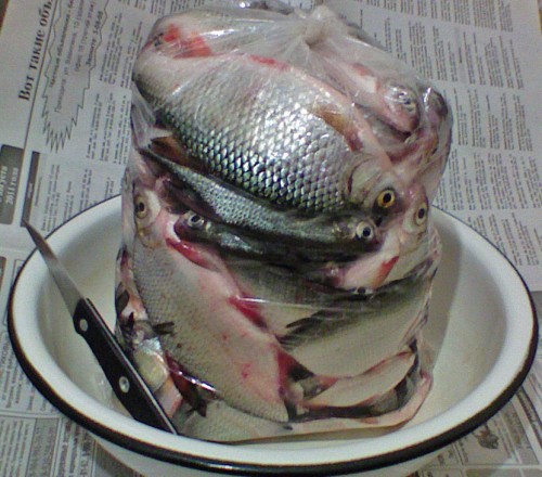 Shmrsk_11122011-3.jpg