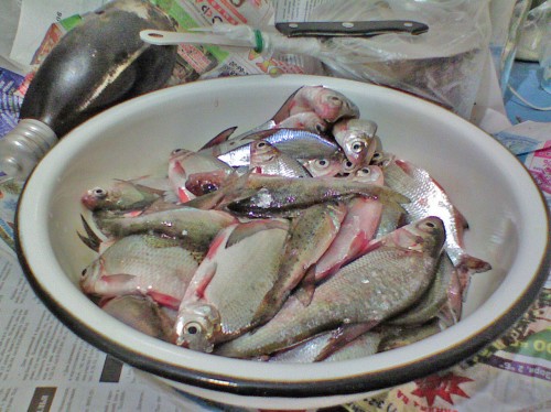Shmrsk_23122011-4.jpg