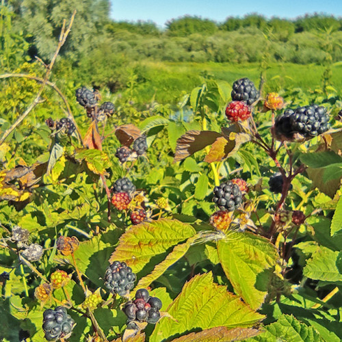 Les_31.07.2022-4.jpg
