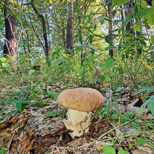 Les_02.08.2022-3.jpg