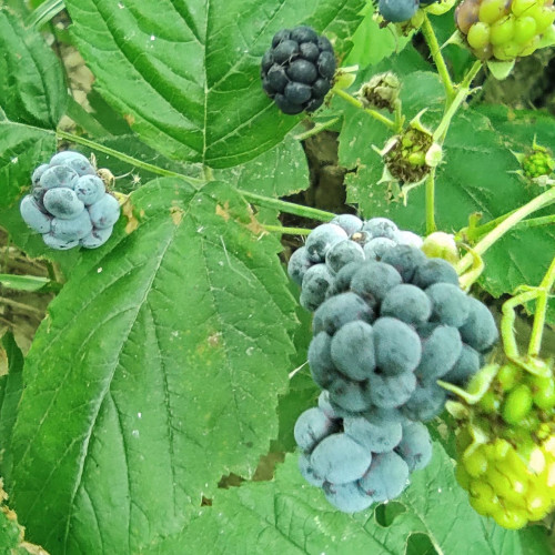 Les_14.08.2022-3.jpg