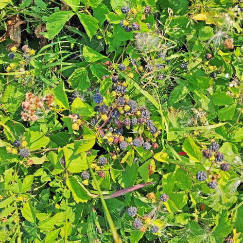 Les_16.08.2022-2.jpg