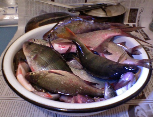 Shmrsk_08012011-3a.jpg
