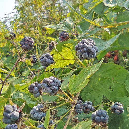 Les_26.08.2022-1.jpg