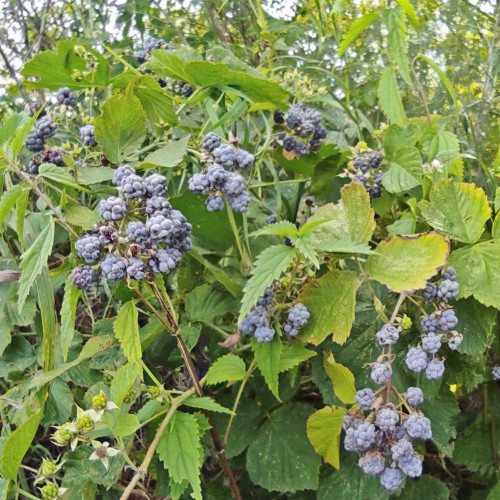 Les_04.09.2022-3.jpg