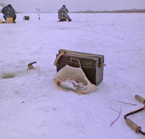 Shmrsk_18012012-2.jpg
