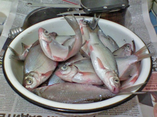 Shmrsk_20012012-2.jpg