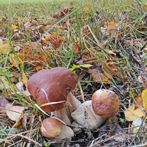 Les_29.09.2022-3.jpg
