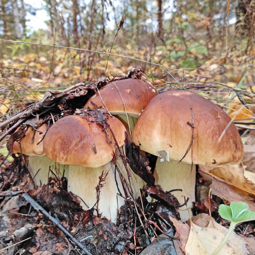 Les_07.10.2022-2.jpg