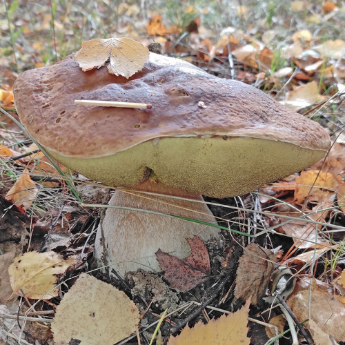 Les_07.10.2022-3.jpg