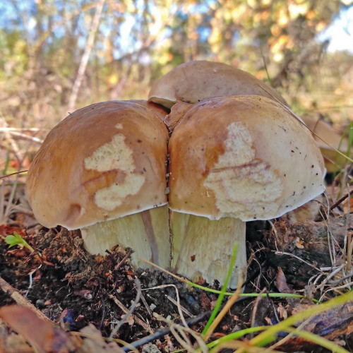 Les_09.10.2022-1.jpg