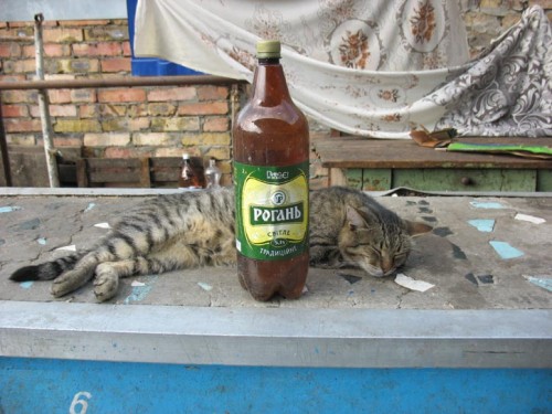 kot.jpg