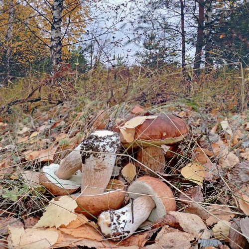 Les_20.10.2022-2.jpg