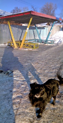 Shmrsk_29012012-6b.jpg