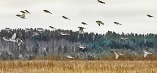 Ryb_19.11.2022-4.jpg