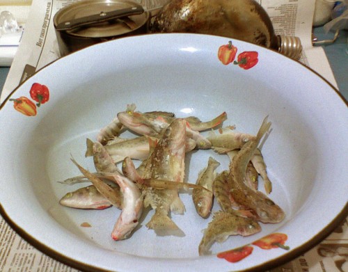 Shmrsk_04022012-5.jpg