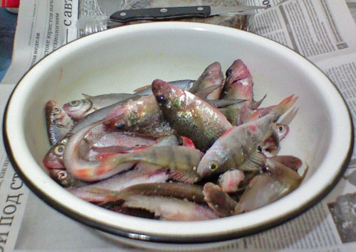 Bakin_06022012-2.jpg
