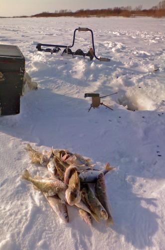 Shmrsk_16022012-4.jpg
