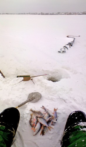 Vilja_22022012-2.jpg