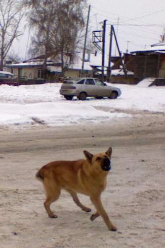 Shmrsk_28022012-4f.jpg