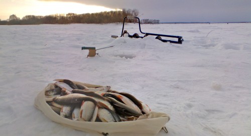 Shmrsk_01032012-1a.jpg
