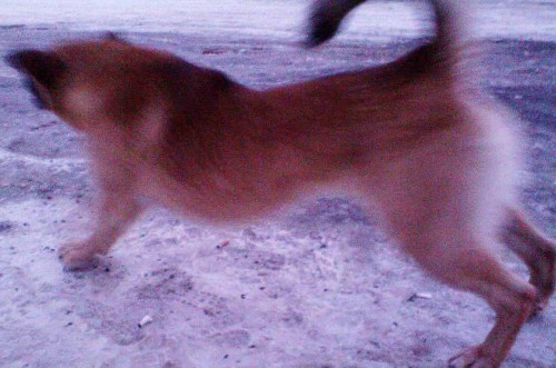 Shmrsk_01032012-2a.jpg